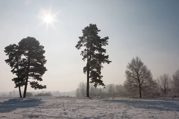 Alberi in un parco invernale con neve a terra — Foto Stock