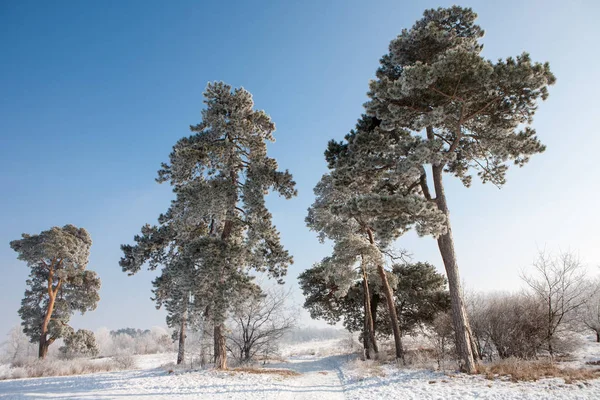 Paesaggio invernale con alberi ghiacciati e neve — Foto Stock