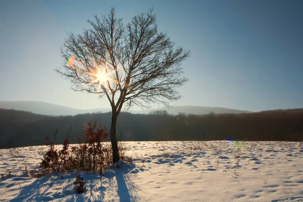 Albero con raggio di sole e brillamenti lenti in inverno — Foto Stock