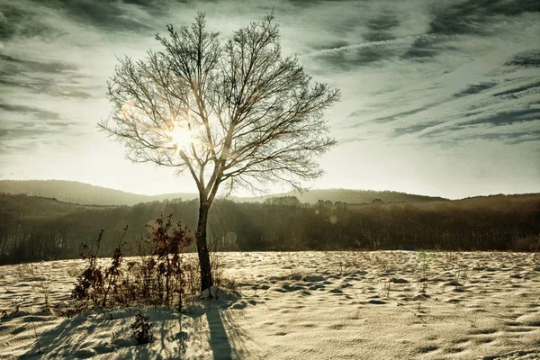 Albero con raggio di sole e brillamenti lenti in inverno (HDR ) — Foto Stock