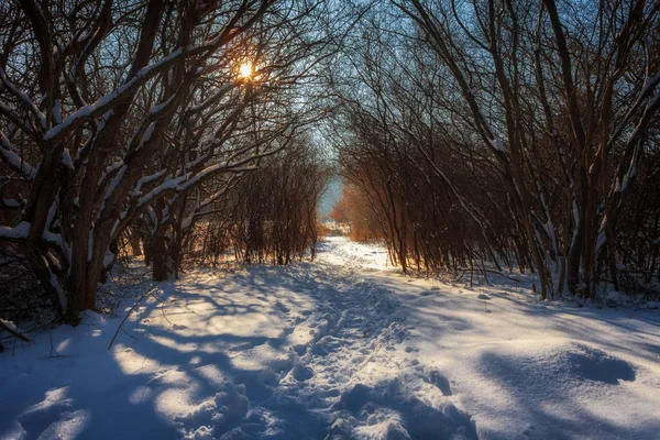 Paesaggio invernale di una foresta con sentiero al tramonto — Foto Stock