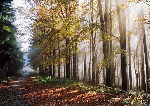 Bir ormandaki sumbeam ile sonbahar — Stok fotoğraf