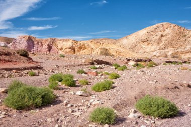 Çöl bitkileri Red Canyon turistik İsrail'de