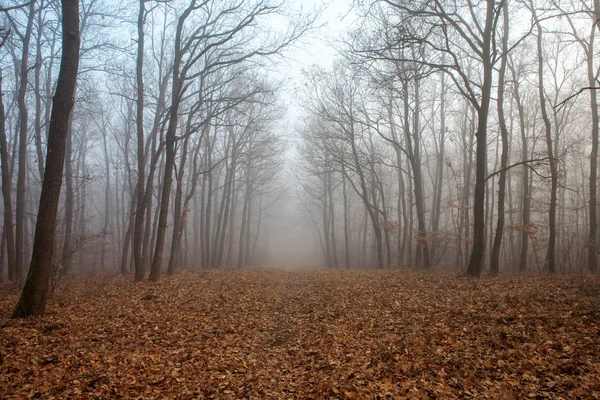 Kışın gizemli sis orman yolu — Stok fotoğraf