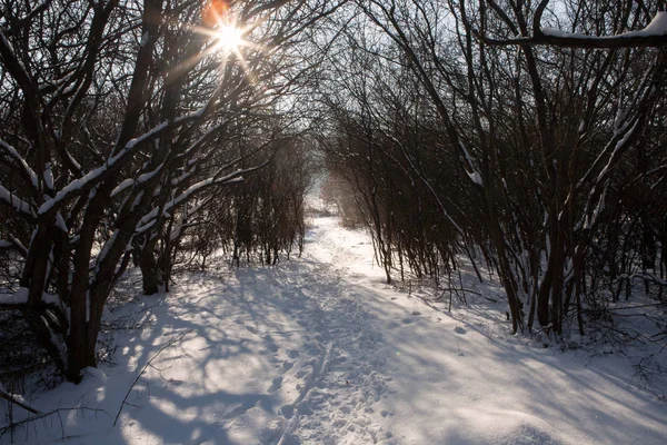 Foresta invernale innevata e sentiero con sentieri e raggio di sole — Foto Stock