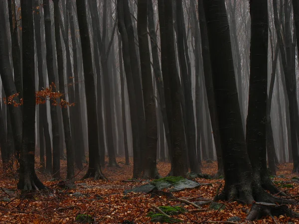 Forêt épaisse et sombre brumeuse — Photo