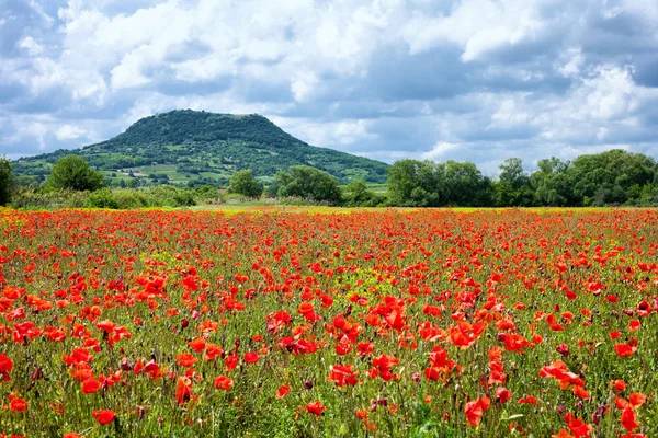 Champ de pavot, campagne — Photo