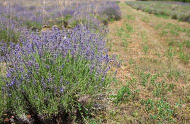 Terk edilmiş lavanta alan
