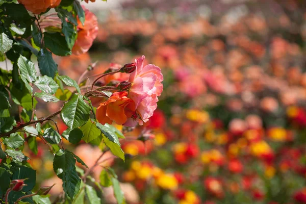 Gyönyörű rózsaszín kerti részletesen életlenítés háttér — Stock Fotó