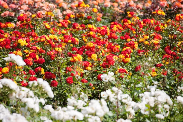 Gyönyörű rózsakert — Stock Fotó