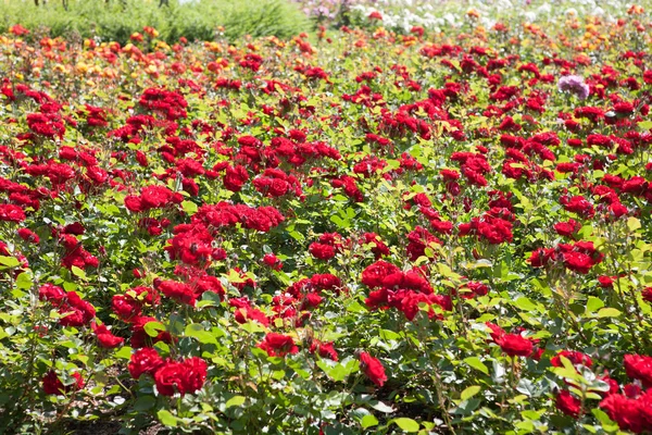 Rózsakert, sok-sok piros rózsa — Stock Fotó