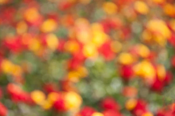 Flores borrosas colofrul fondo — Foto de Stock
