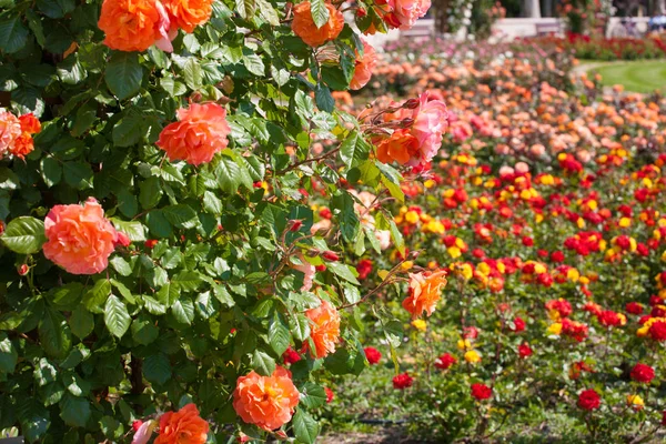 Gyönyörű rózsák bokeh virágoskert háttérrel — Stock Fotó
