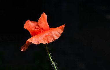 Koyu arka plan ile kırmızı gelincik