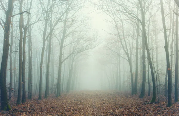 Geheimnisvoller Wald im Nebel — Stockfoto