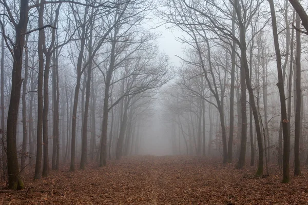 Δασικό δρόμο στην μυστηριώδη ομίχλη — Φωτογραφία Αρχείου