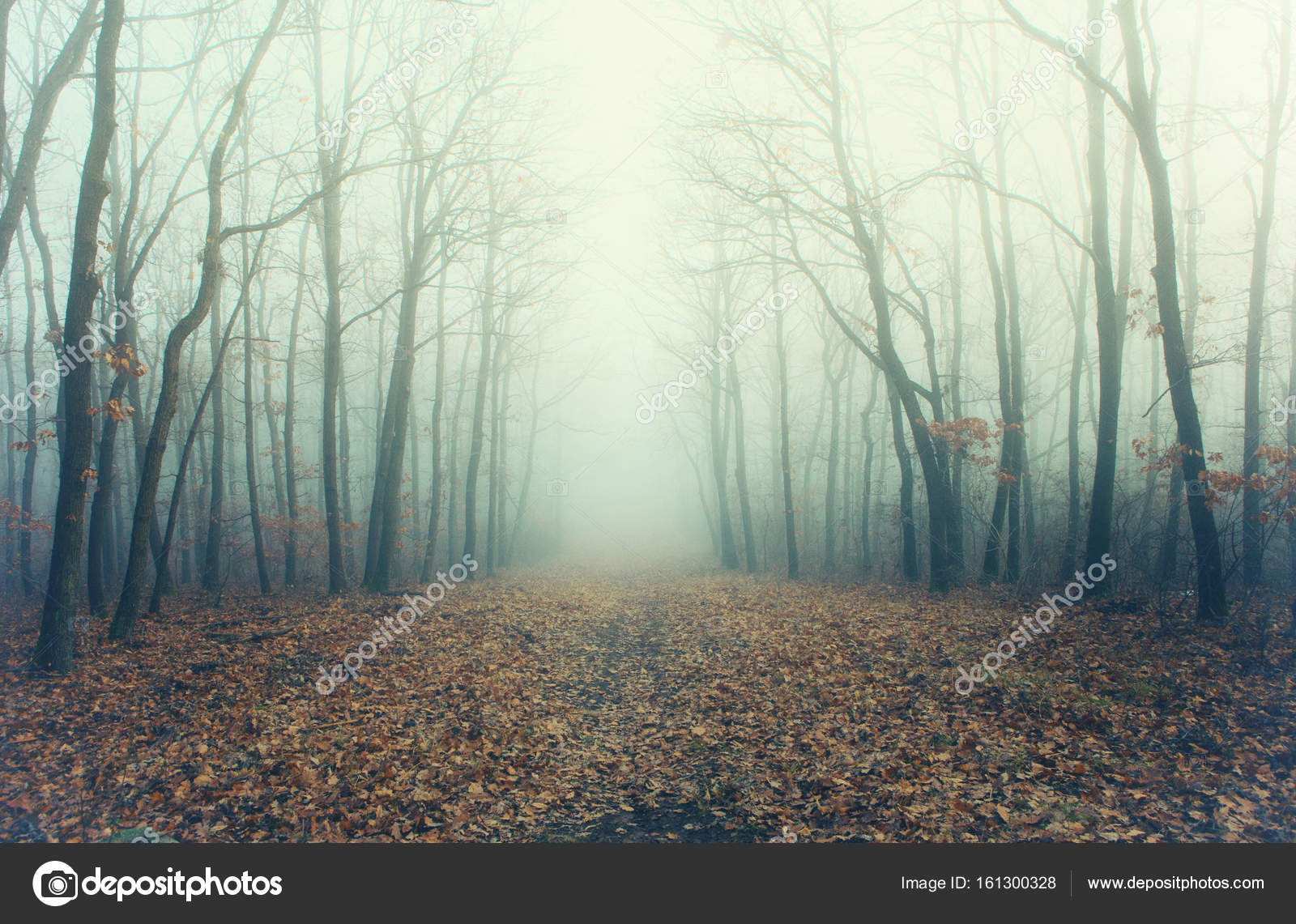 Artistic Photo Of A Mysterious Forest In Fog Stock Photo Image By C Andras Csontos
