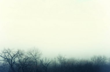 Bir kış orman üzerinde gizemli sis