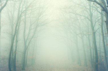 Sisin içinde gizemli orman