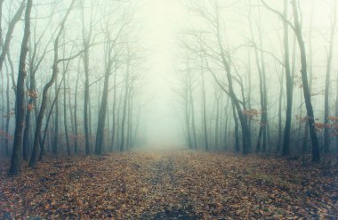 Sisin içinde gizemli bir orman sanatsal fotoğraf