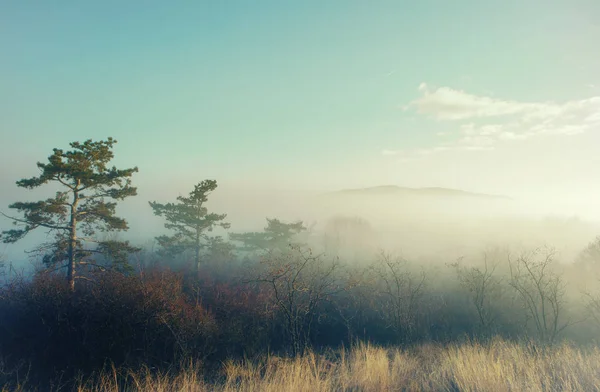 Künstlerisches Foto einer geheimnisvollen Landschaft im Nebel — Stockfoto