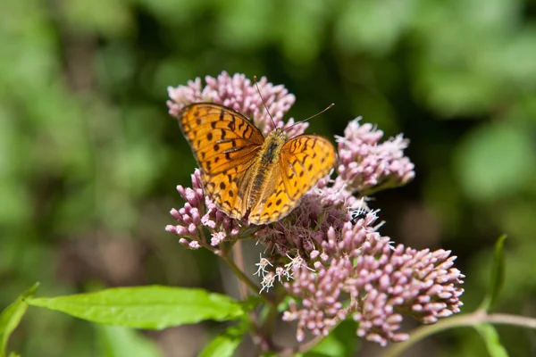 진주 나 방 (Argynnis paphia) 꽃에 먹이. — 스톡 사진