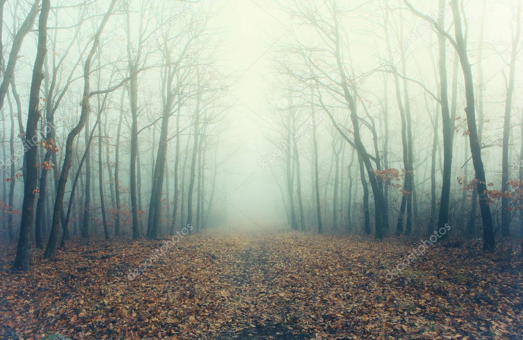 Artistic photo of a mysterious forest in fog