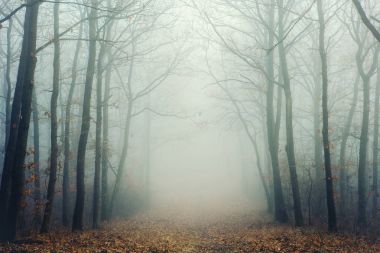 Çıplak ağaçlar ile gizemli sisli orman