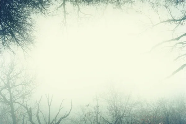 Kunstrahmen aus blattlosen Bäumen eines nebeligen Waldes — Stockfoto