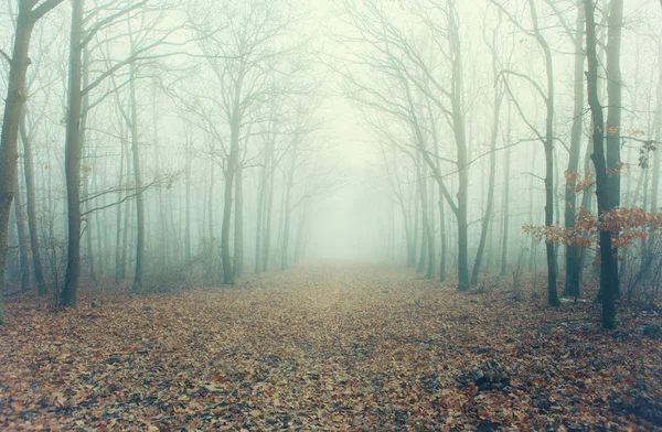 Künstlerisches Foto einer nebligen Waldstraße mit kahlen Bäumen — Stockfoto