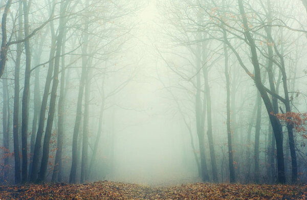 Artistic photo of a misty forest with leafless trees