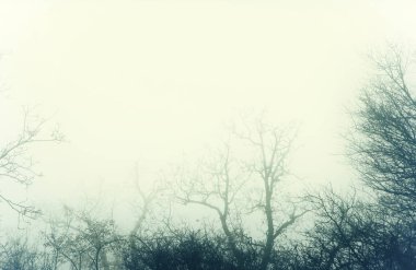 Gizemli bir çıplak ormanın sis ile sanatsal görüntü