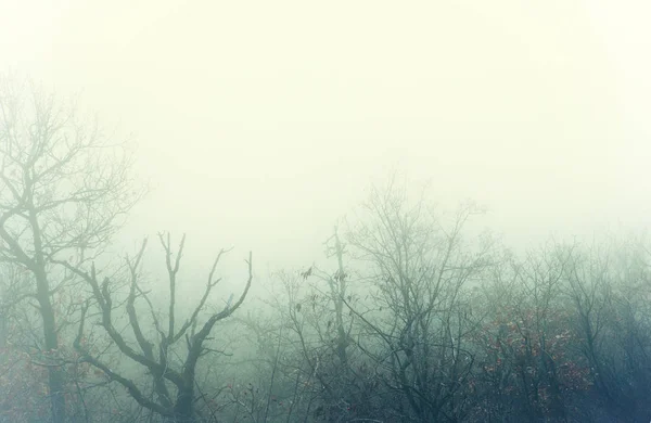 Künstlerisches Bild eines geheimnisvollen Winterwaldes mit Nebel — Stockfoto