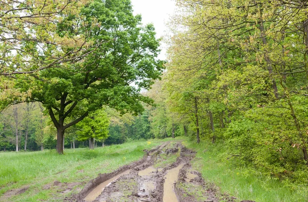 Bahar çamurlu yol ile orman