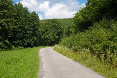 Asfalt yol yeşil ormanın içinde