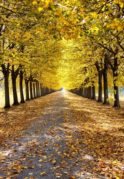 Autumn alley with yellow leaves from Tuscany, Italy. Image orien — Stock Photo, Image