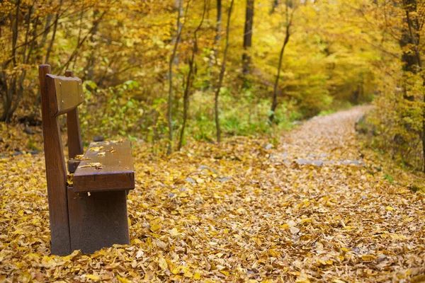 Sonbahar ormanın içinde bir orman yolu, ahşap Bank — Stok fotoğraf