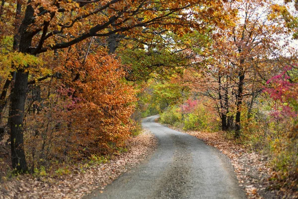 Canlı renk sonbahar orman ve virajlı bir yol — Stok fotoğraf