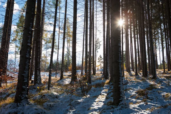 Foresta Abete Nel Paradiso Slovacco Raggi Sole — Foto Stock