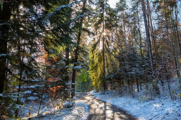 Inverno in autunno - Foresta innevata colorata con una strada al sole — Foto Stock