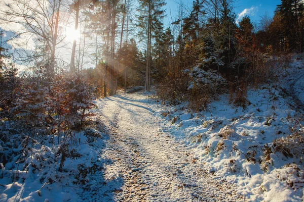 Foresta in inverno con sentiero innevato e raggio di sole — Foto Stock
