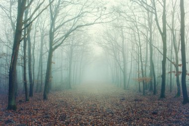 Gizemli bir sisli orman