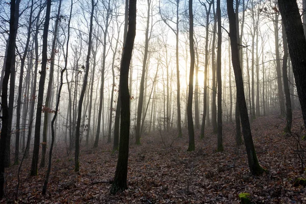 Misty Çıplak Orman — Stok fotoğraf