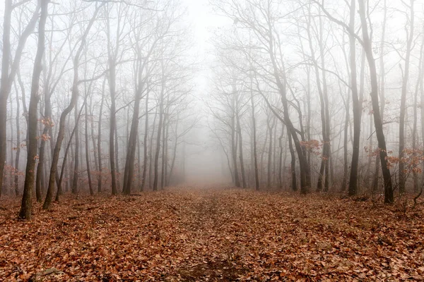 Μυστηριώδες Δάσος Στην Ομίχλη — Φωτογραφία Αρχείου