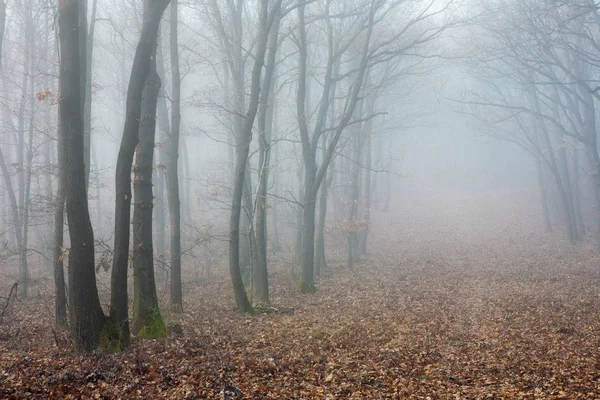 Μυστηριώδη Ομίχλη Στο Γυμνός Δάσος — Φωτογραφία Αρχείου