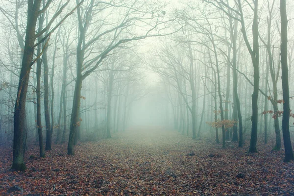Таємничий Туманний Ліс — стокове фото