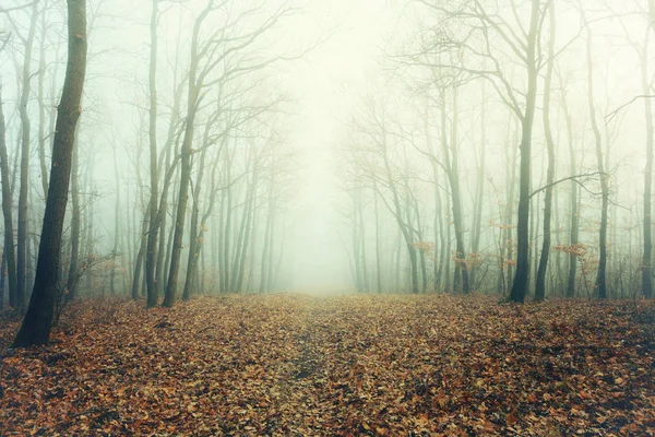 Künstlerisches Foto eines kahlen Waldes im mysteriösen Nebel — Stockfoto
