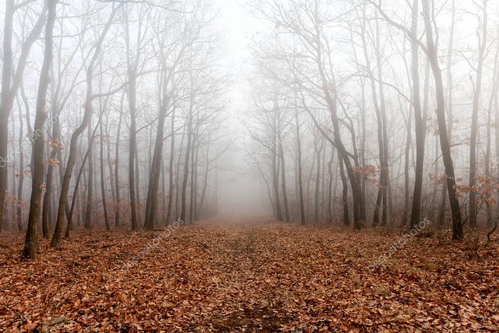Mysterious forest in fog