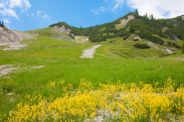 Paesaggio dalle Dolomiti con fiori gialli nel — Foto Stock