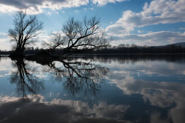 Художня фотографія голих дерев, що відображають річку водяну фару — стокове фото